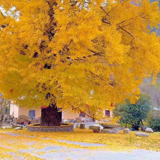 ღ曾家菇凉꧔ꦿ💞