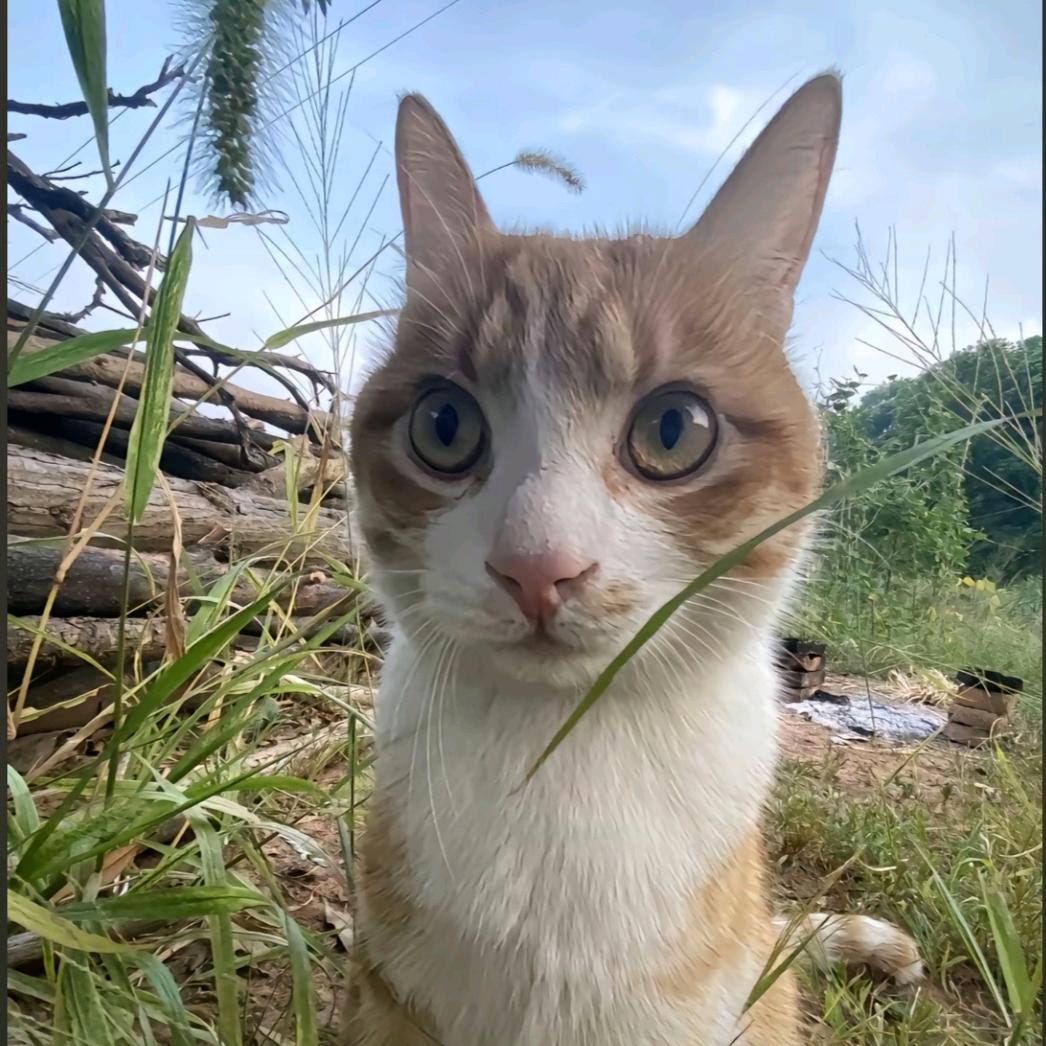 苏苏要努力变好