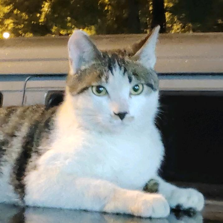 ⁺✞ʚ薯条重度依赖ɞ✟₊