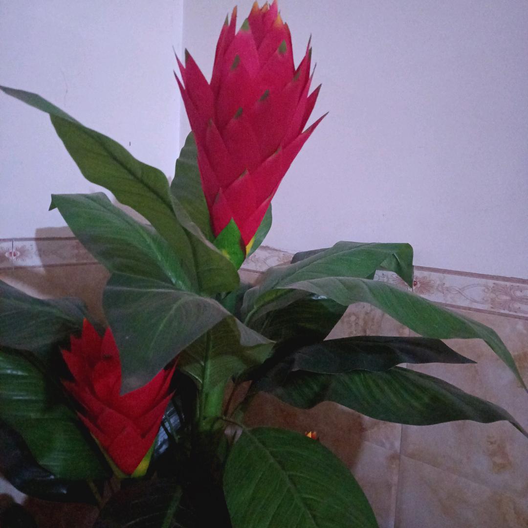 桃花红