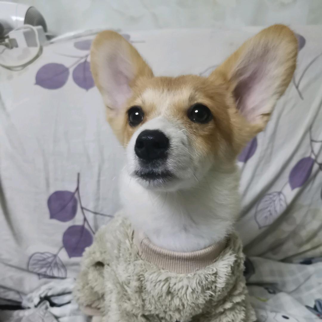 酸甜苦辣