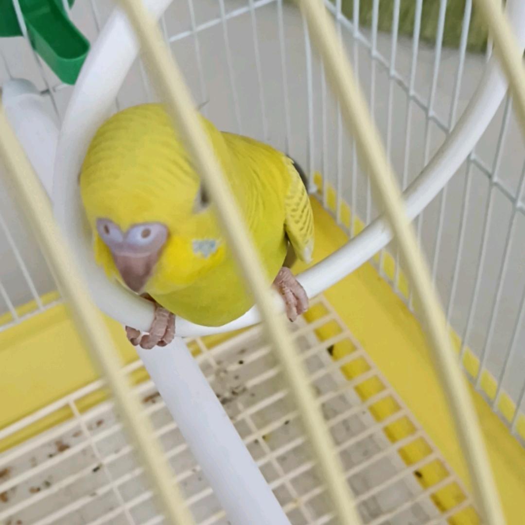 郑金耀