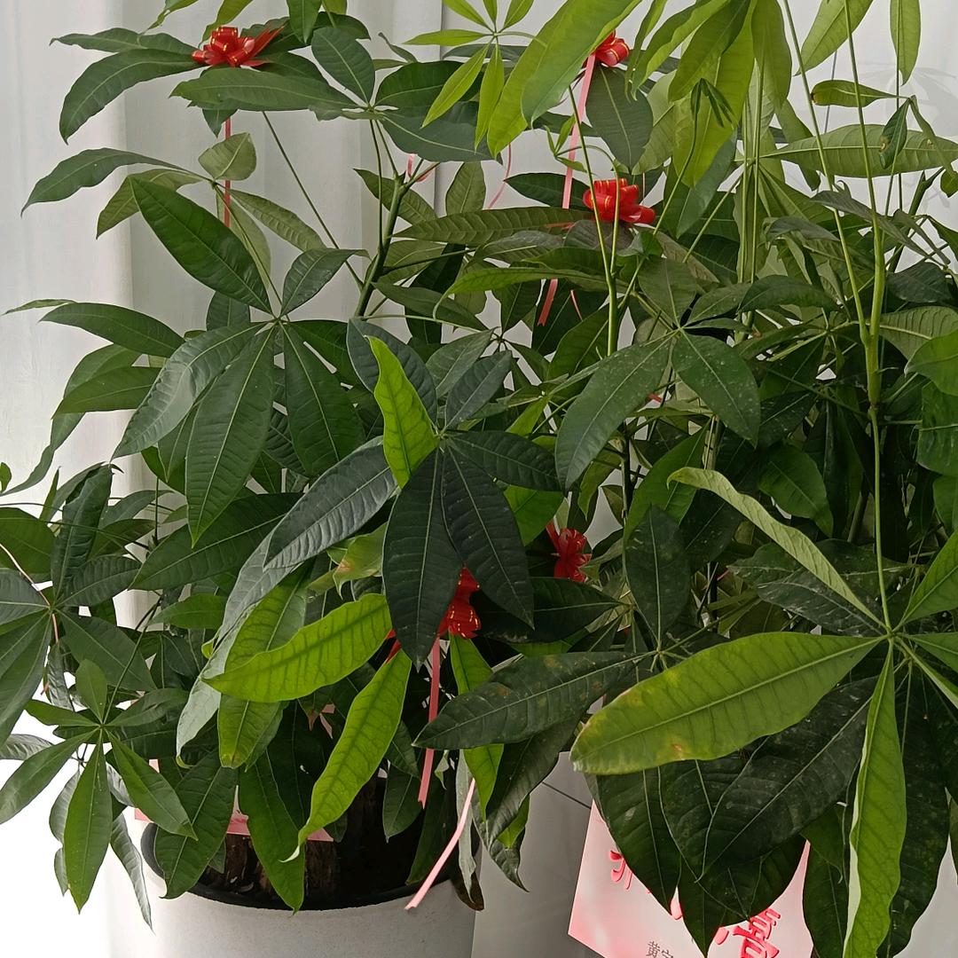 落日