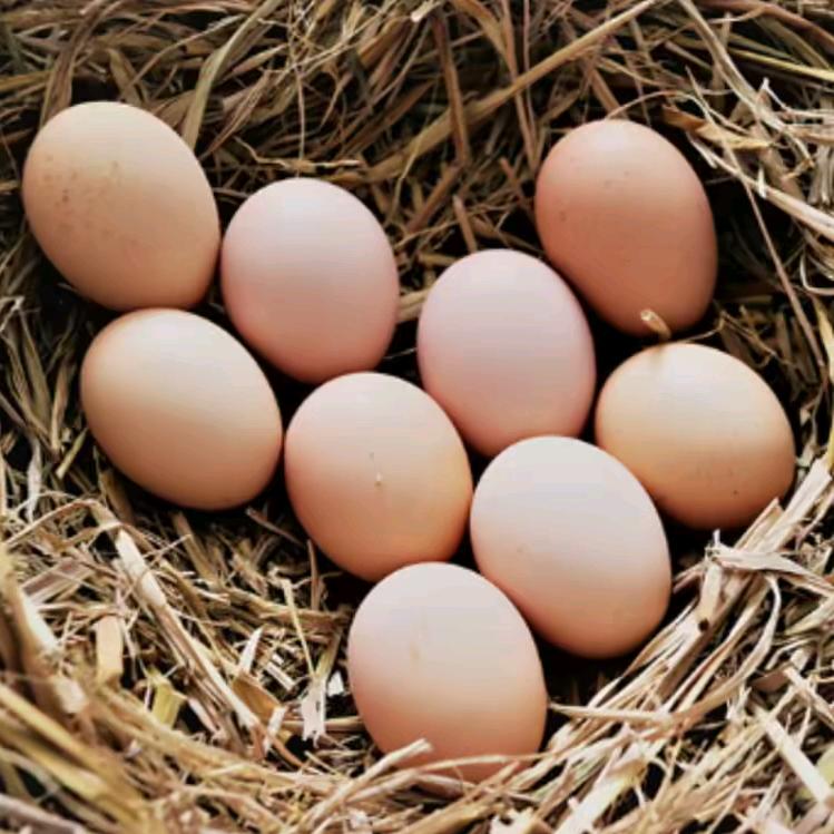 鲜鸡鸭蛋批发（张）