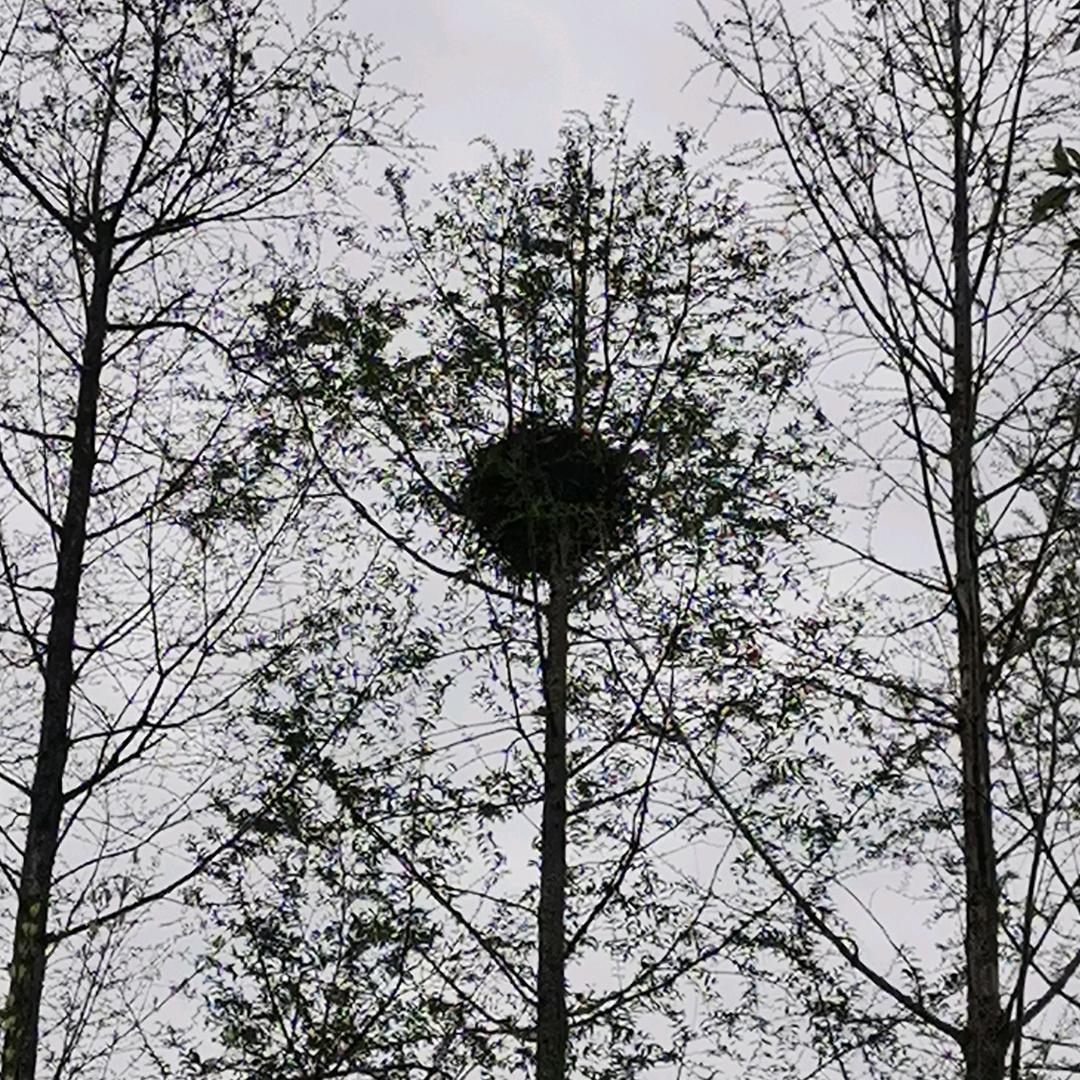 清清