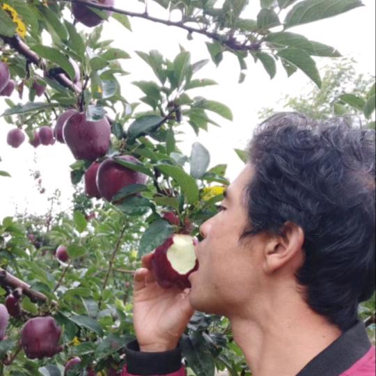 果农祥哥种原生态花牛苹果