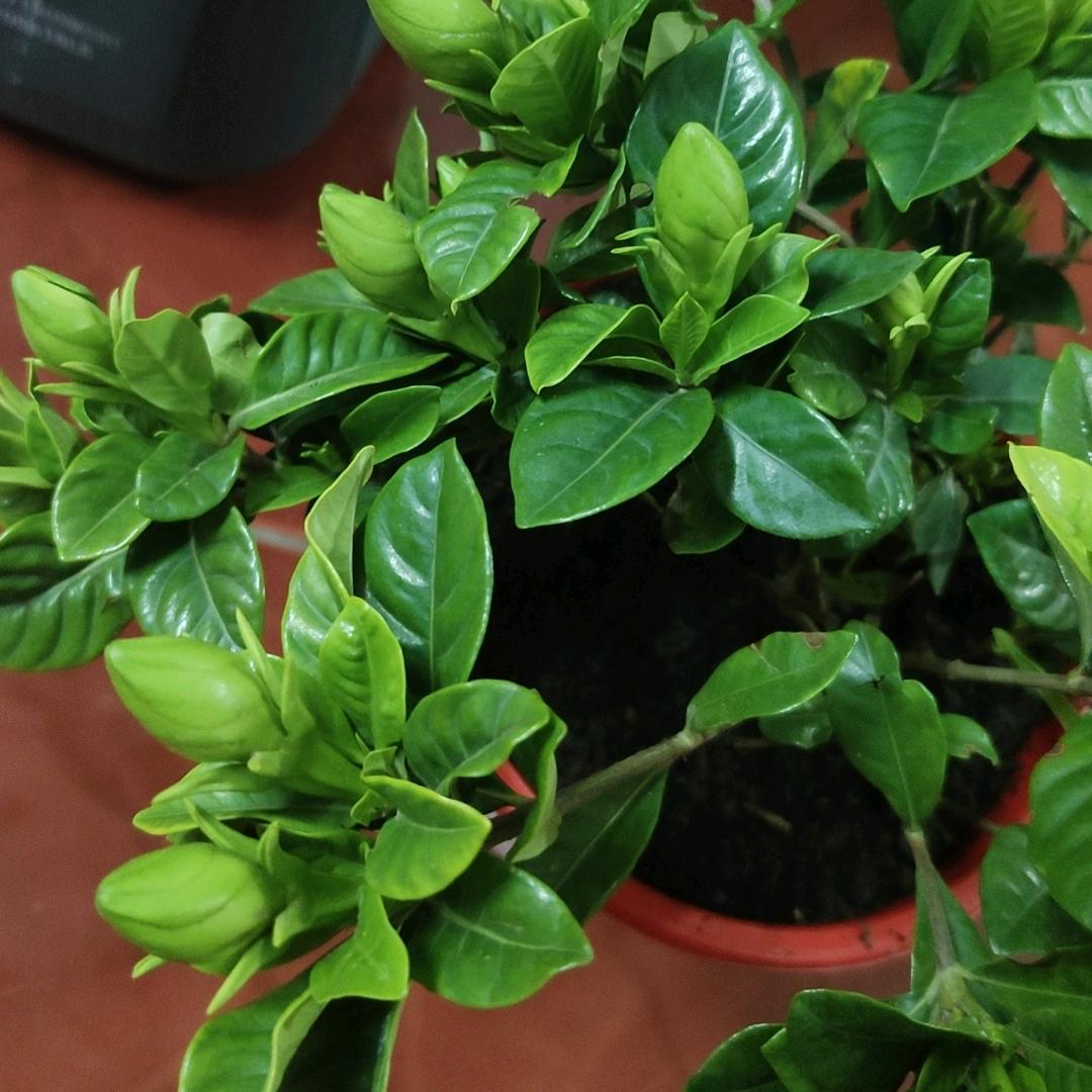 𓆡𓆝𓆟𓆜𓆞𓆝