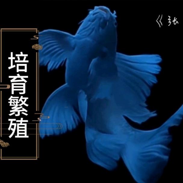 哇塞扬是张小扬蝴蝶鲤育供vX👇🏻