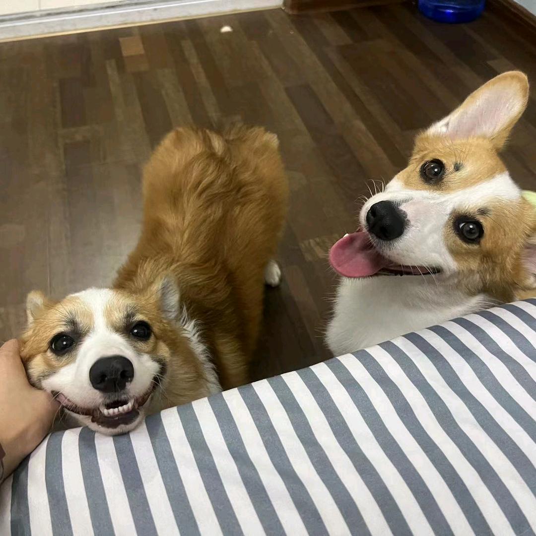 柯基，柴犬，交流群有群）