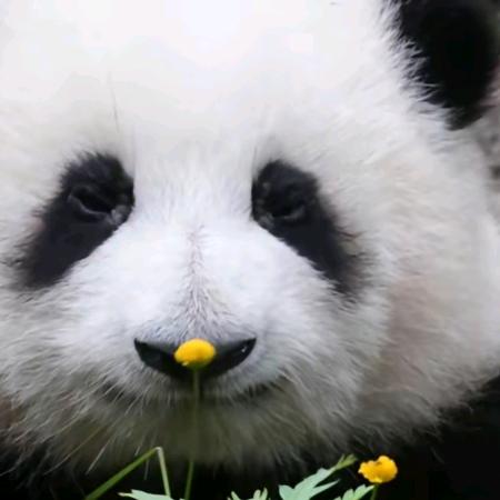 吃饱了再睡觉💤