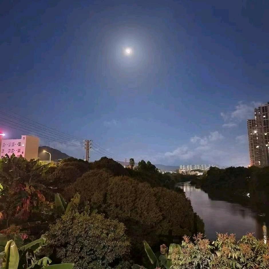 惠州惠阳马蜂蛹