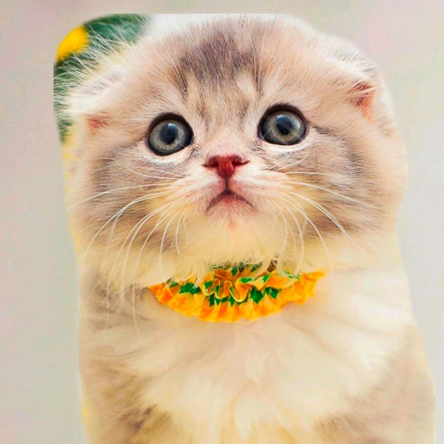 އއއ꿈 의 별 (梦之星)އ