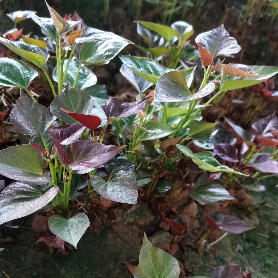 氿润甘薯育苗基地