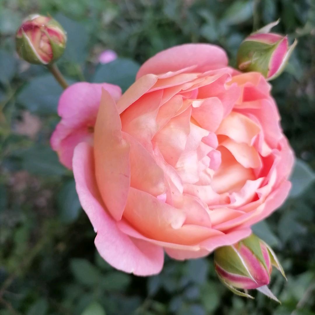 情已欠费，爱已停机