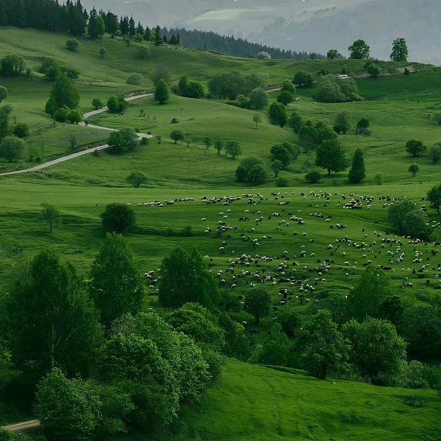 郑州鼎辉特色食材张亚辉