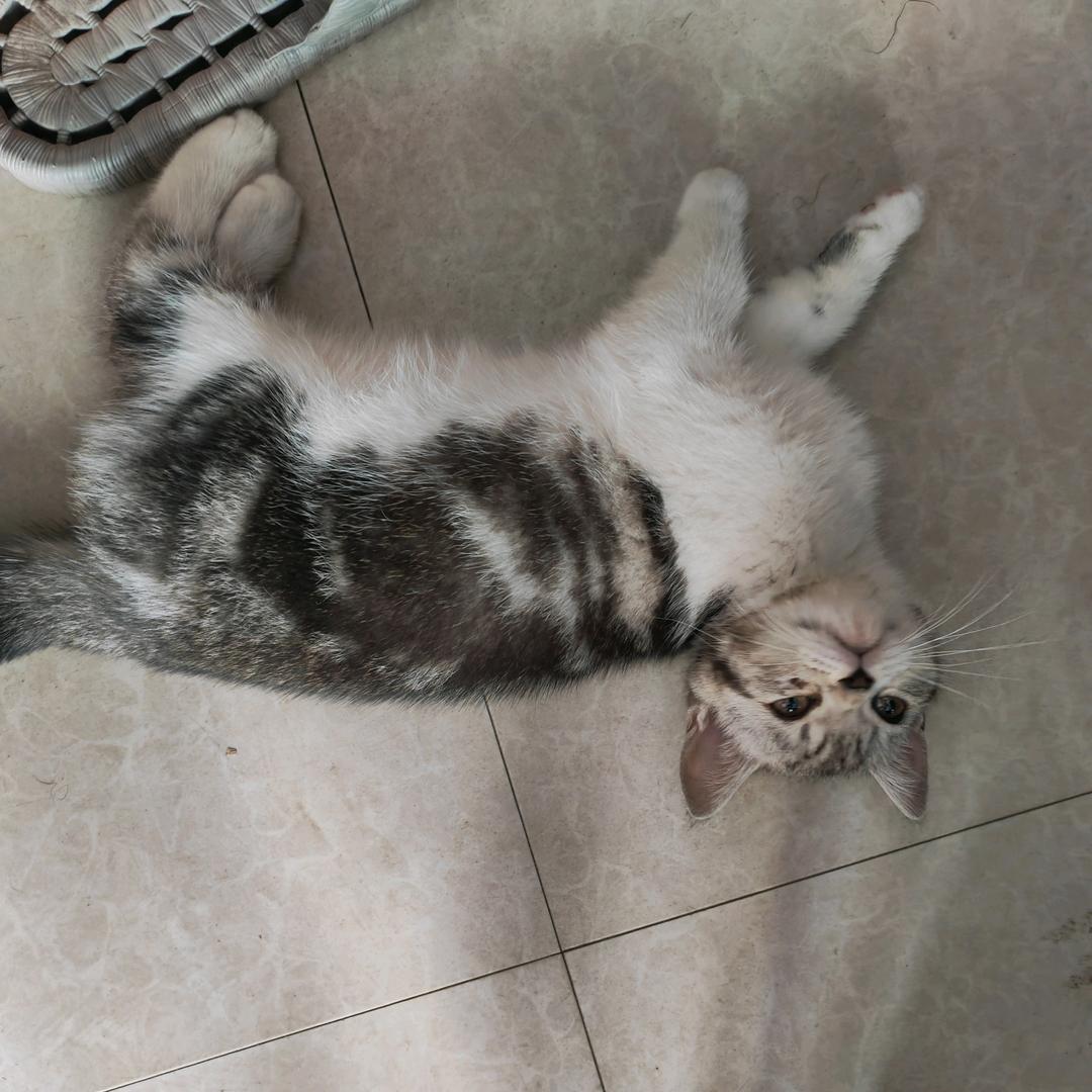 巷子猫
