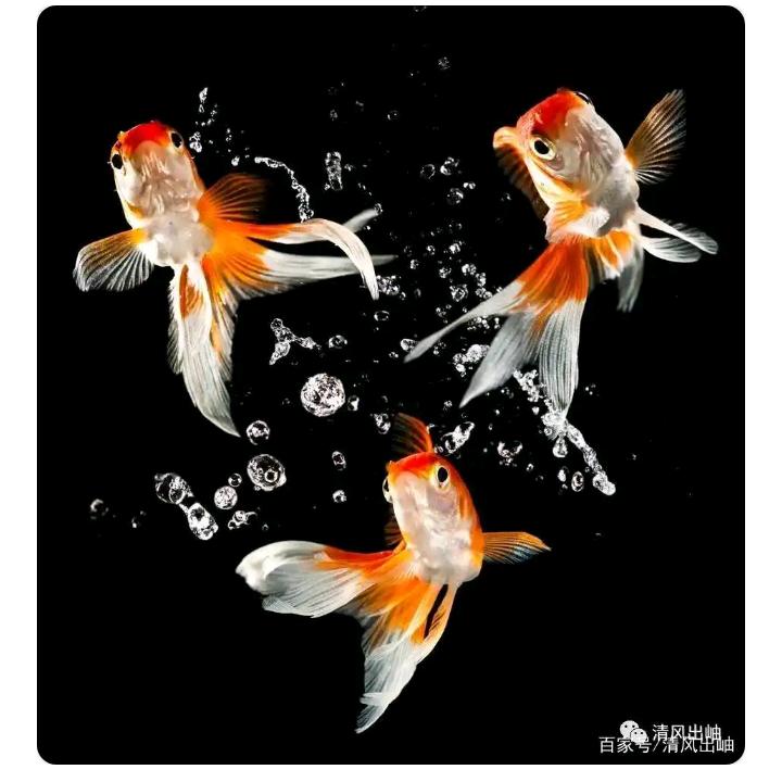 三只鱼儿的世界!😊