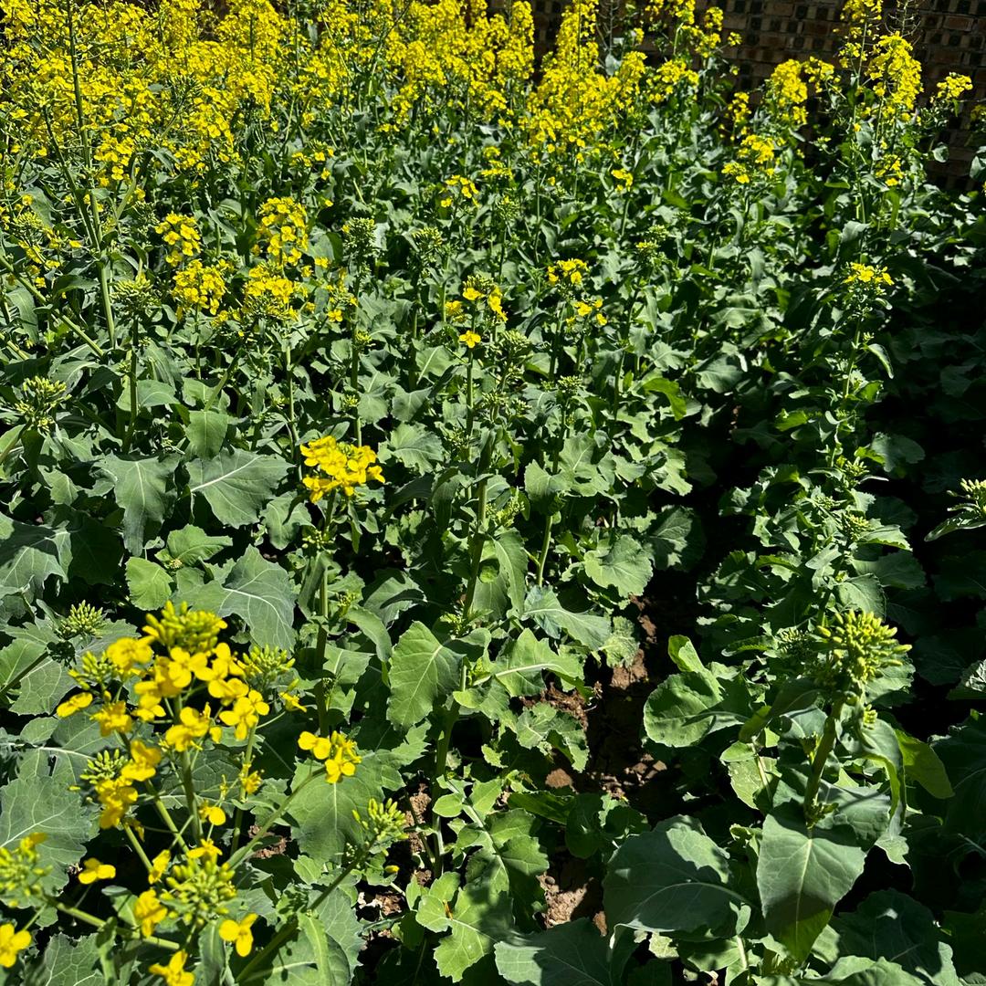 “庤”此为止🌼