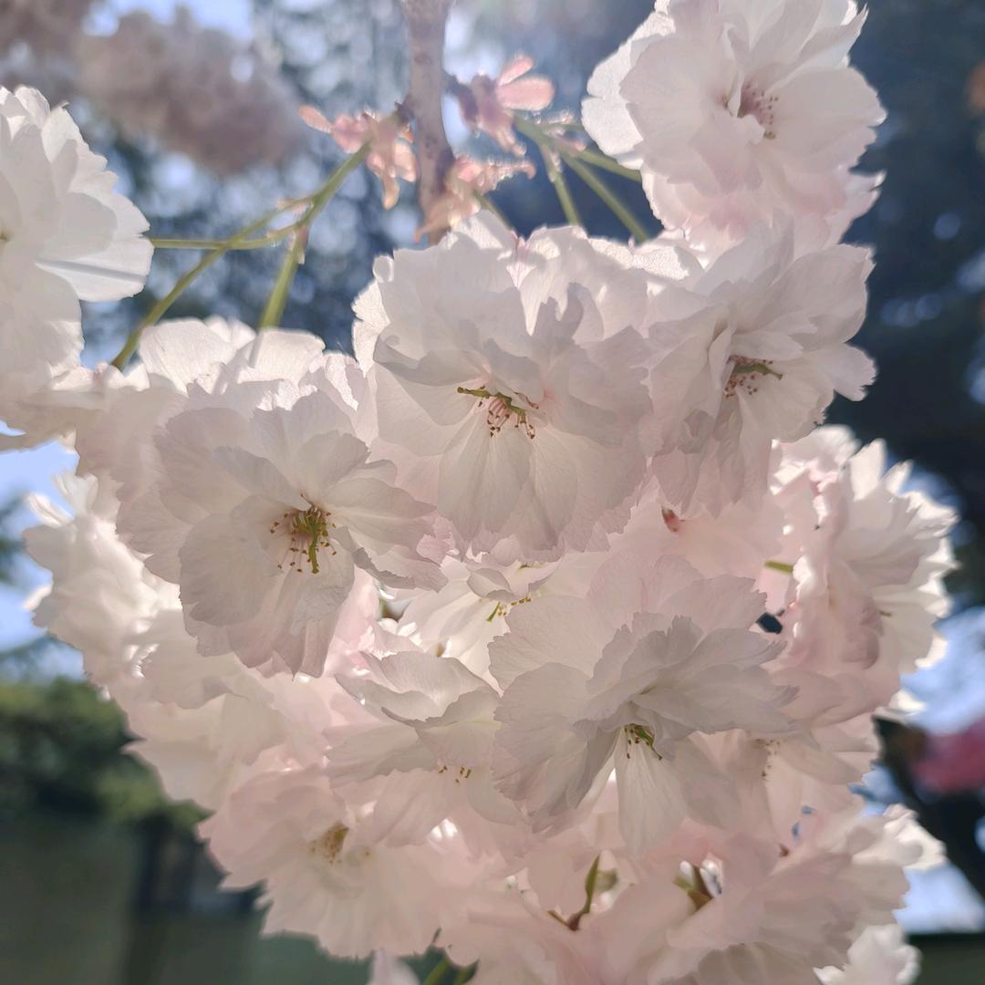 希~妈头像