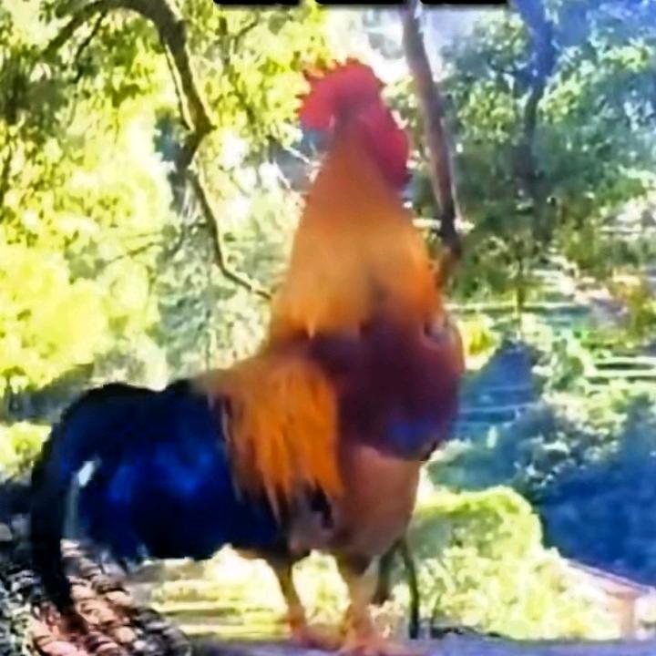 一鸣惊人