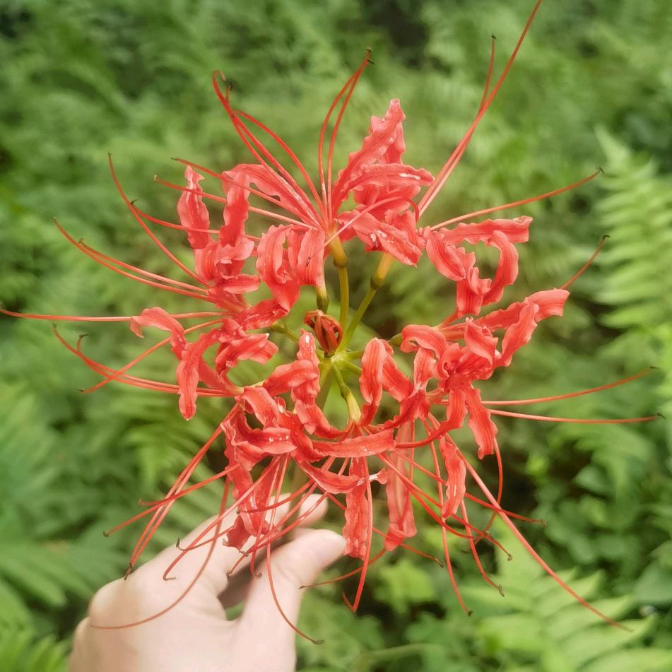 ～～杏子有毒～～