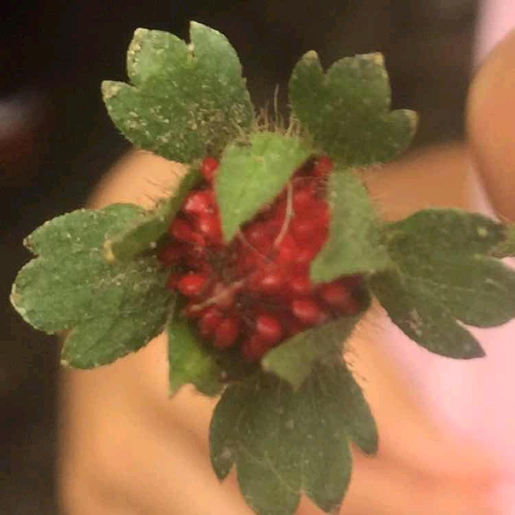 侯春生香品非遗（晓芳）