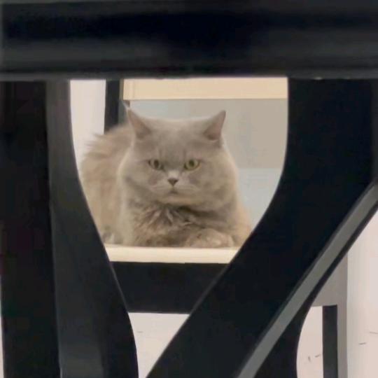 我有糖