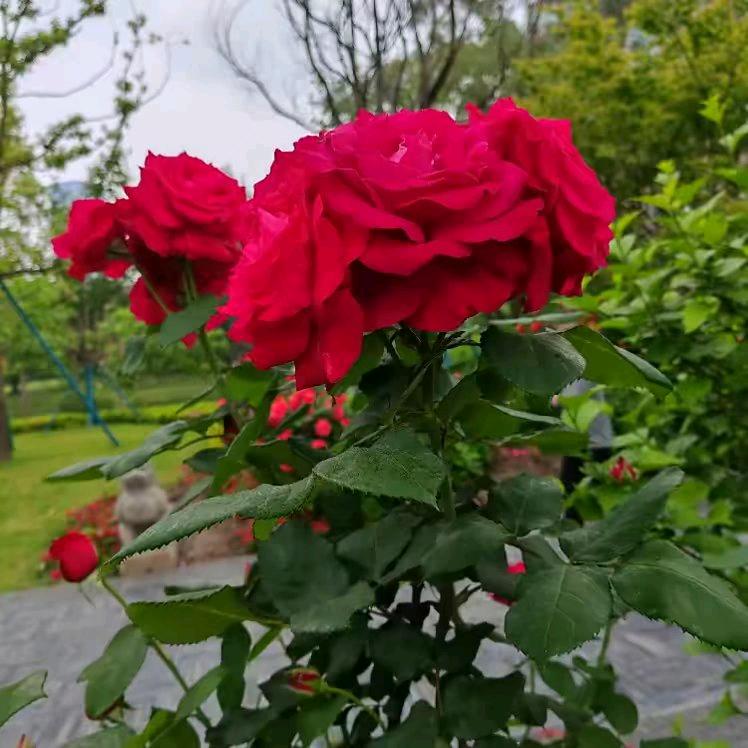 心宽🌹🌹🌹