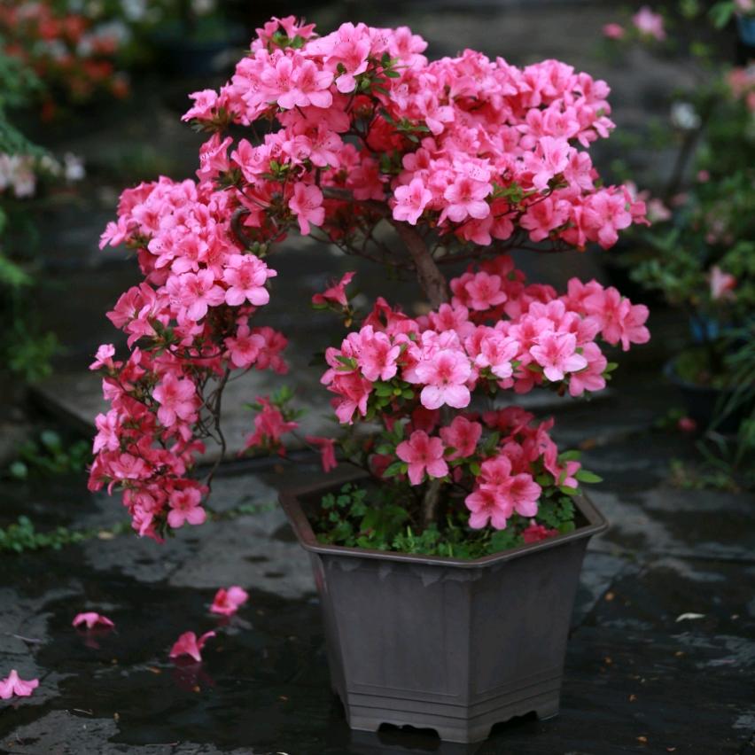 花盆花架直销