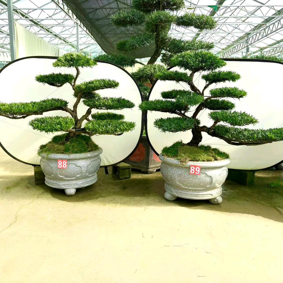 小芳罗汉松园艺