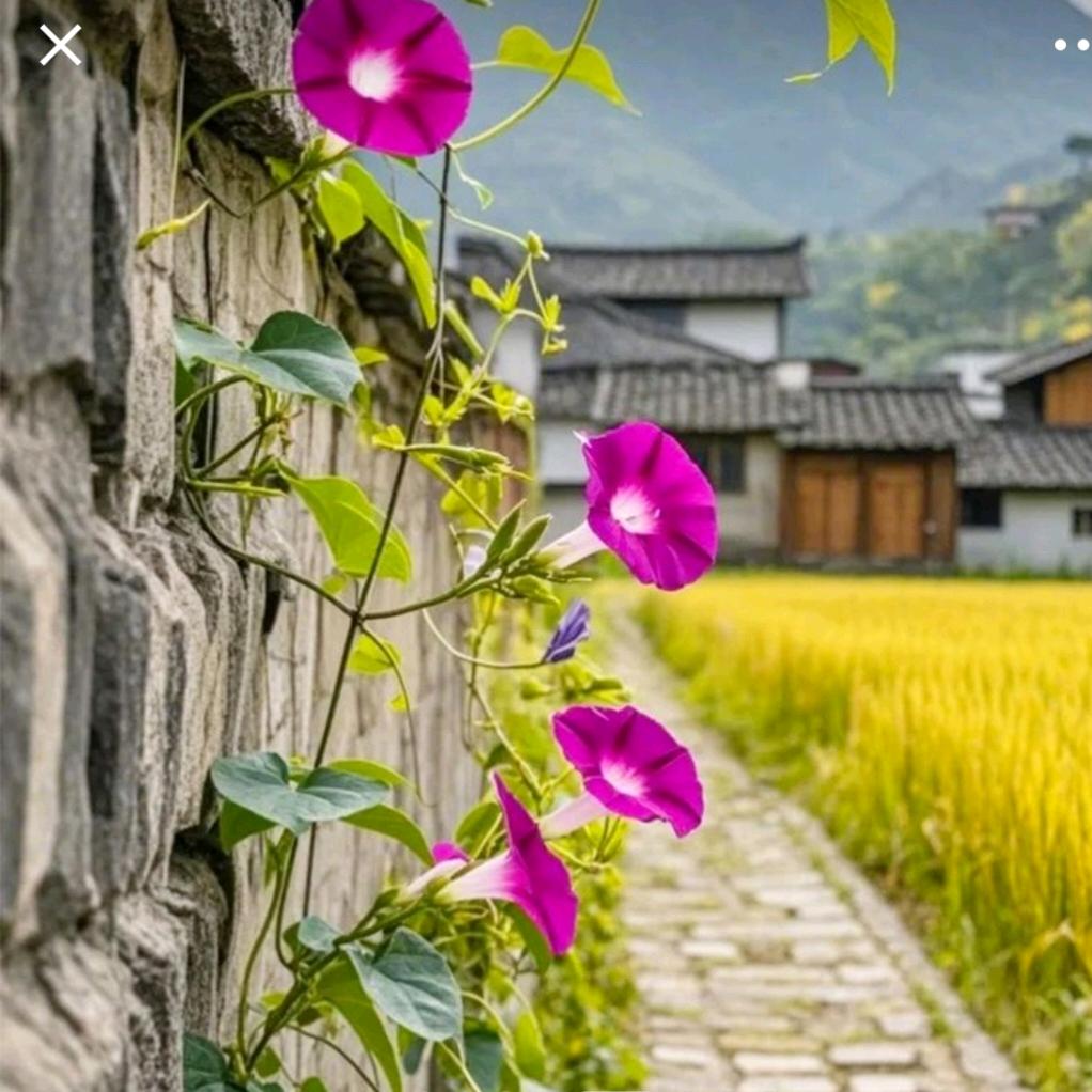 另一阵风