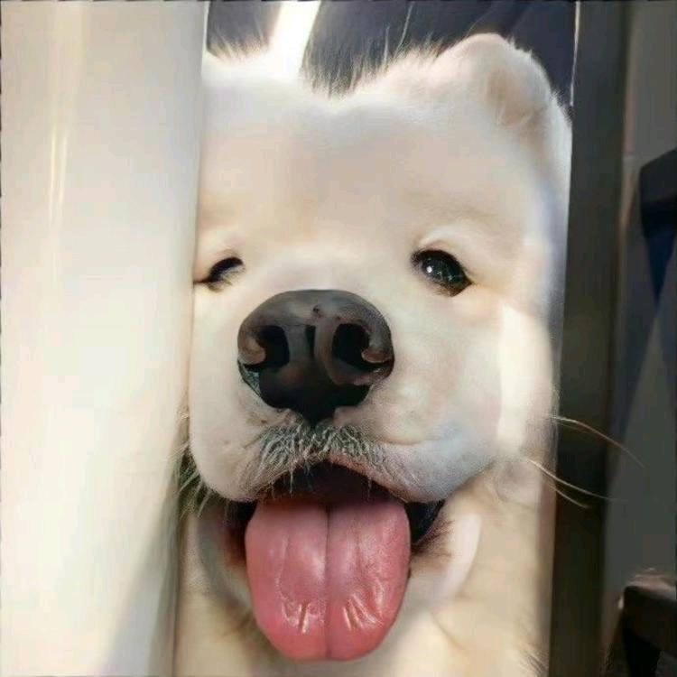 不见忘木