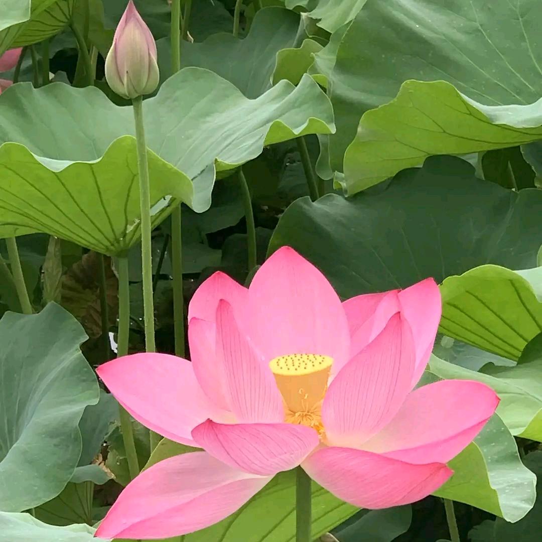 枝繁叶茂❤️小号