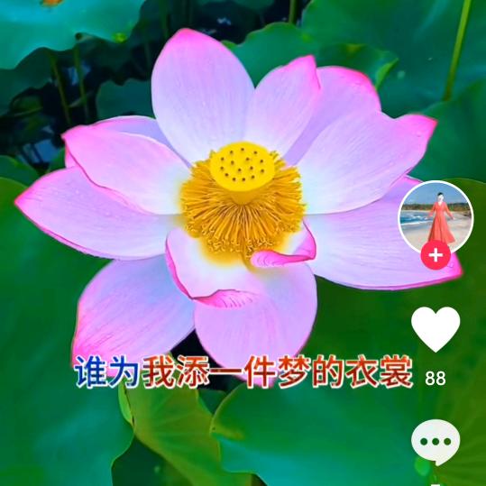 黄金飘叶