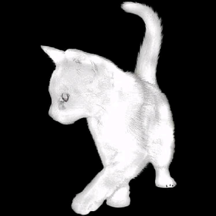 猫meme的世界