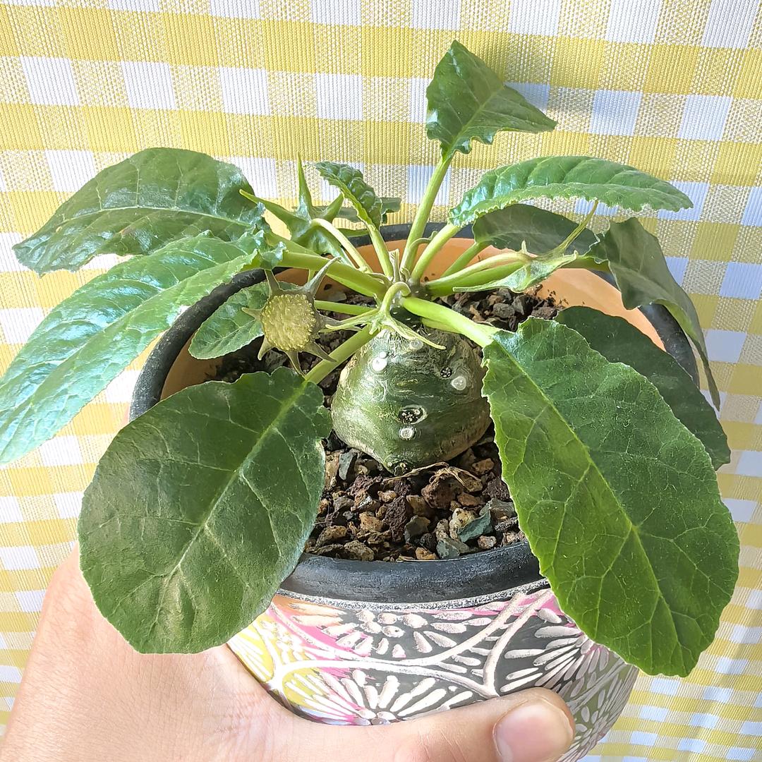 核桃酥