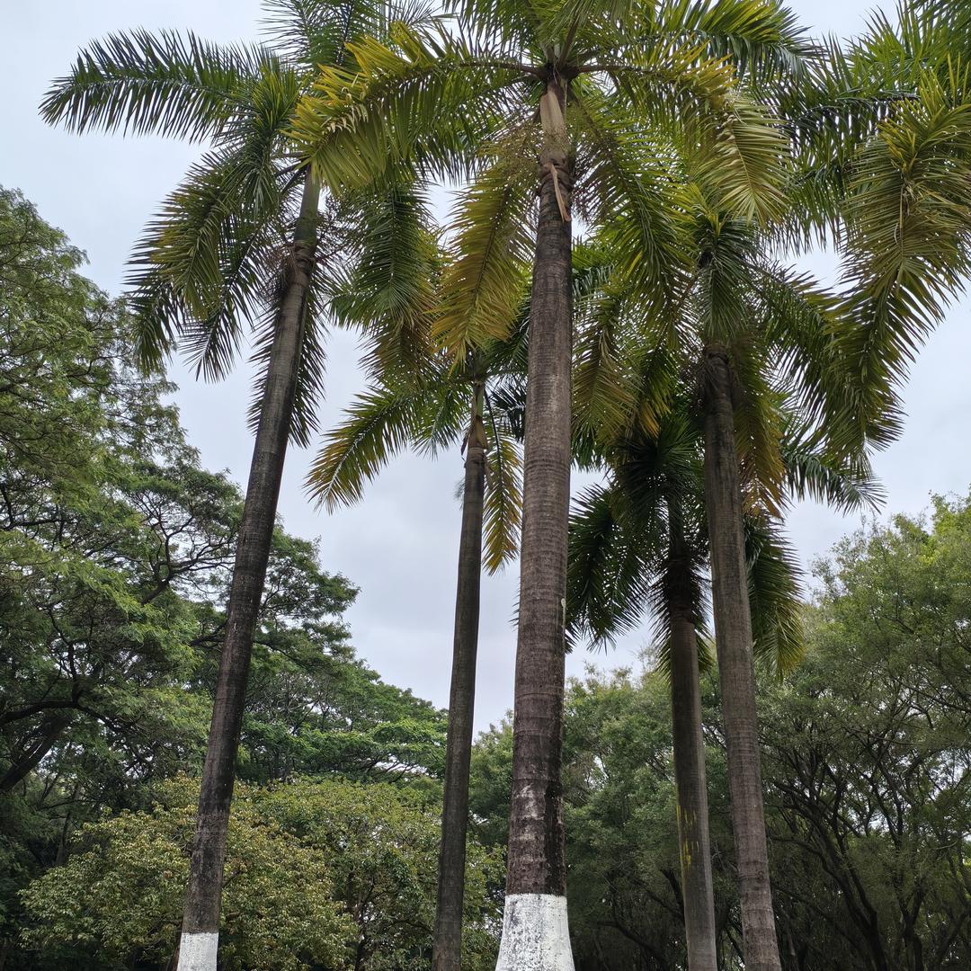 杨帆歌