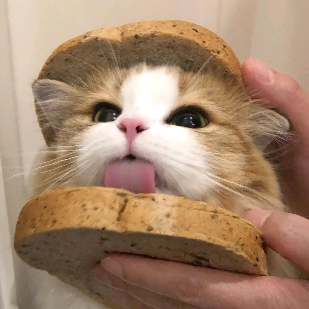淑兔