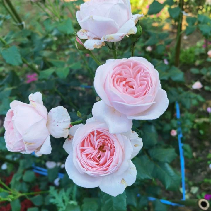 玥星亭西餐向向