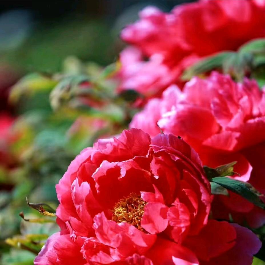 春花