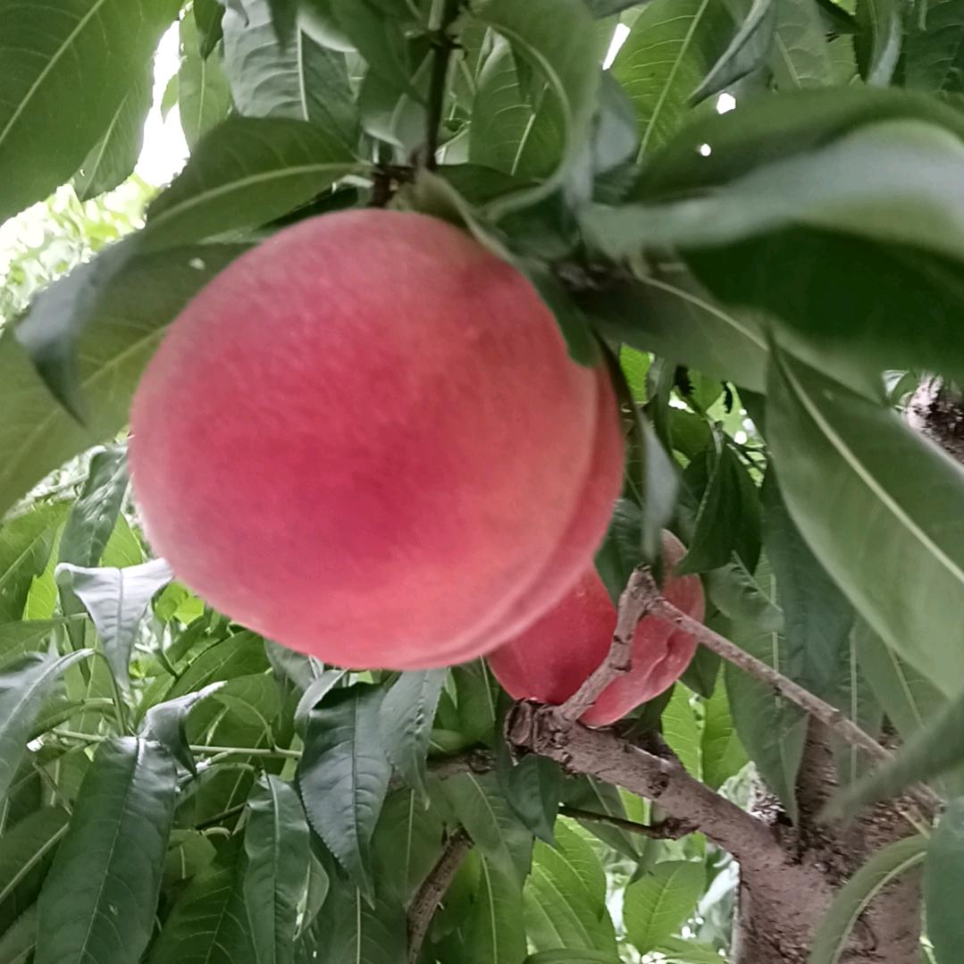 顺平水果一哥