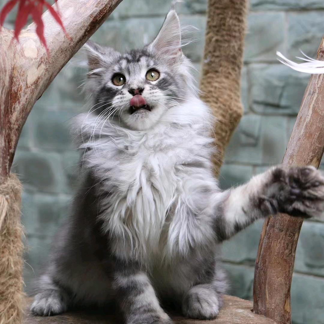 缅因猫舍铲屎官