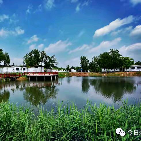 百年老树纯正野生山茶油