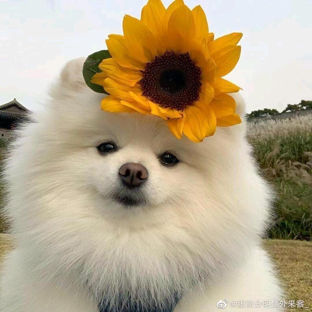 村里有个姑娘叫小芳