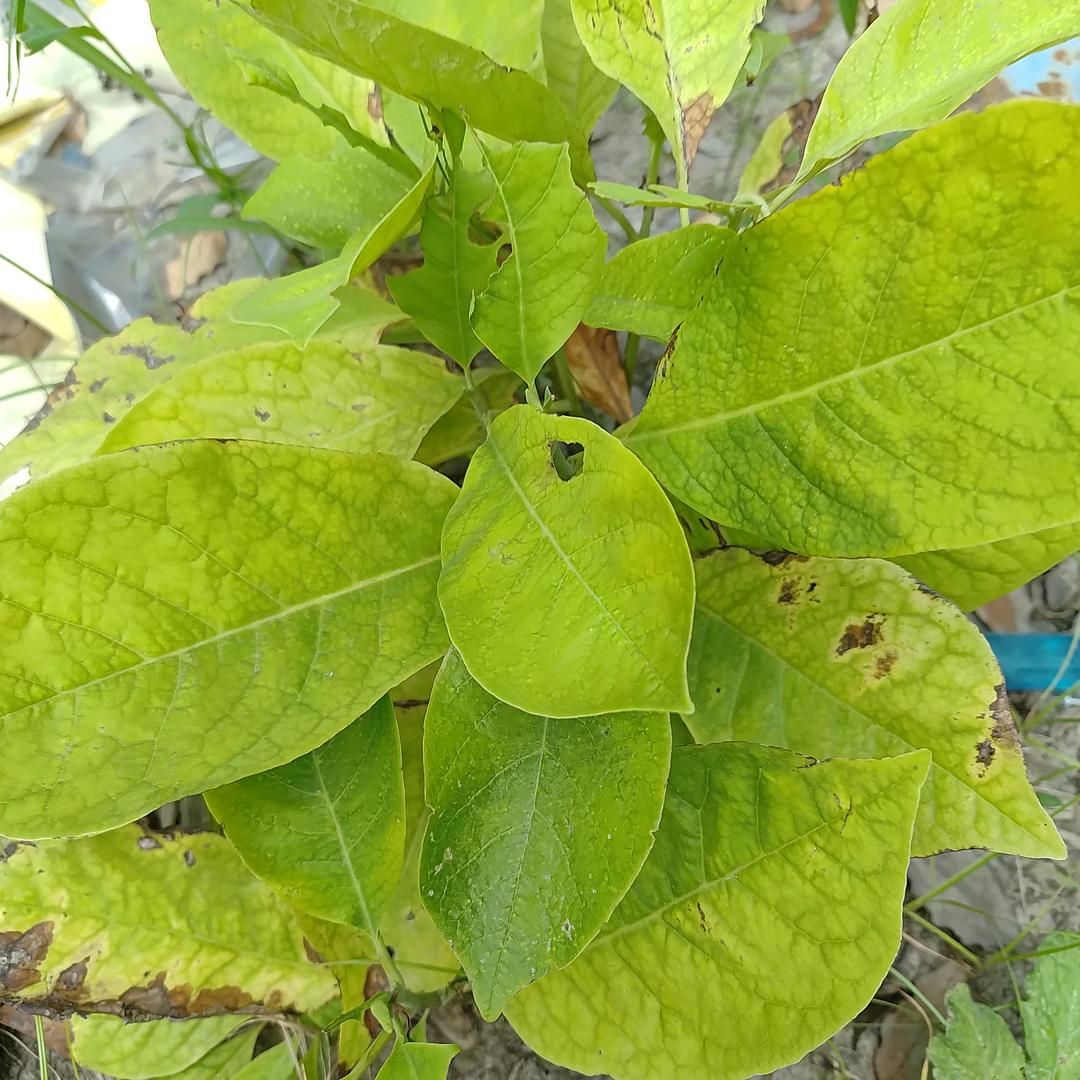小太阳1
