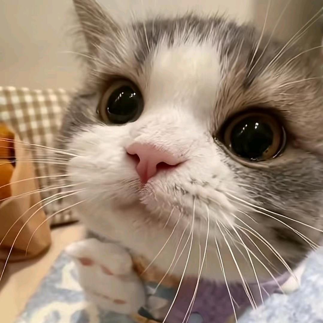 雪莓