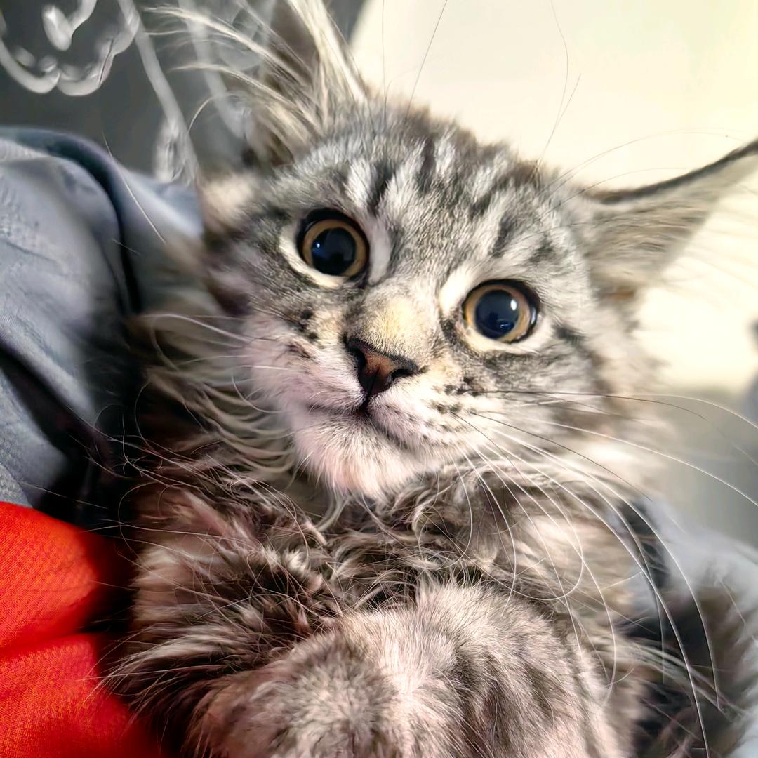 贝加尔湖上的猫