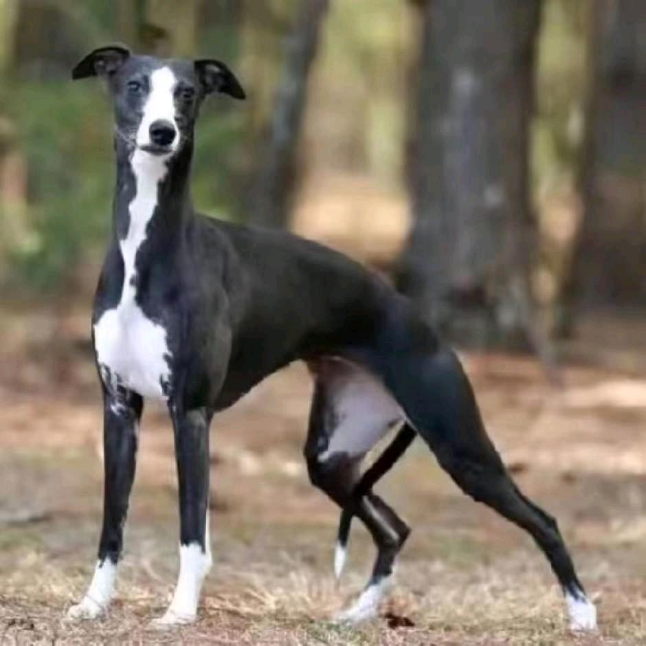 《辉煌犬业》
