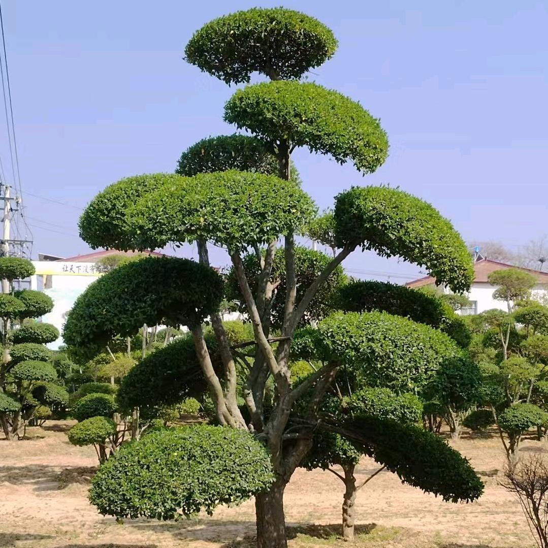 嘉卉源苗木场