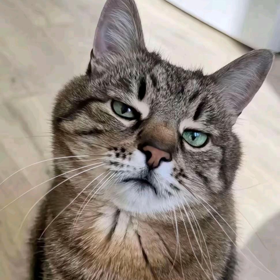 「云间鹿鸣🦌」